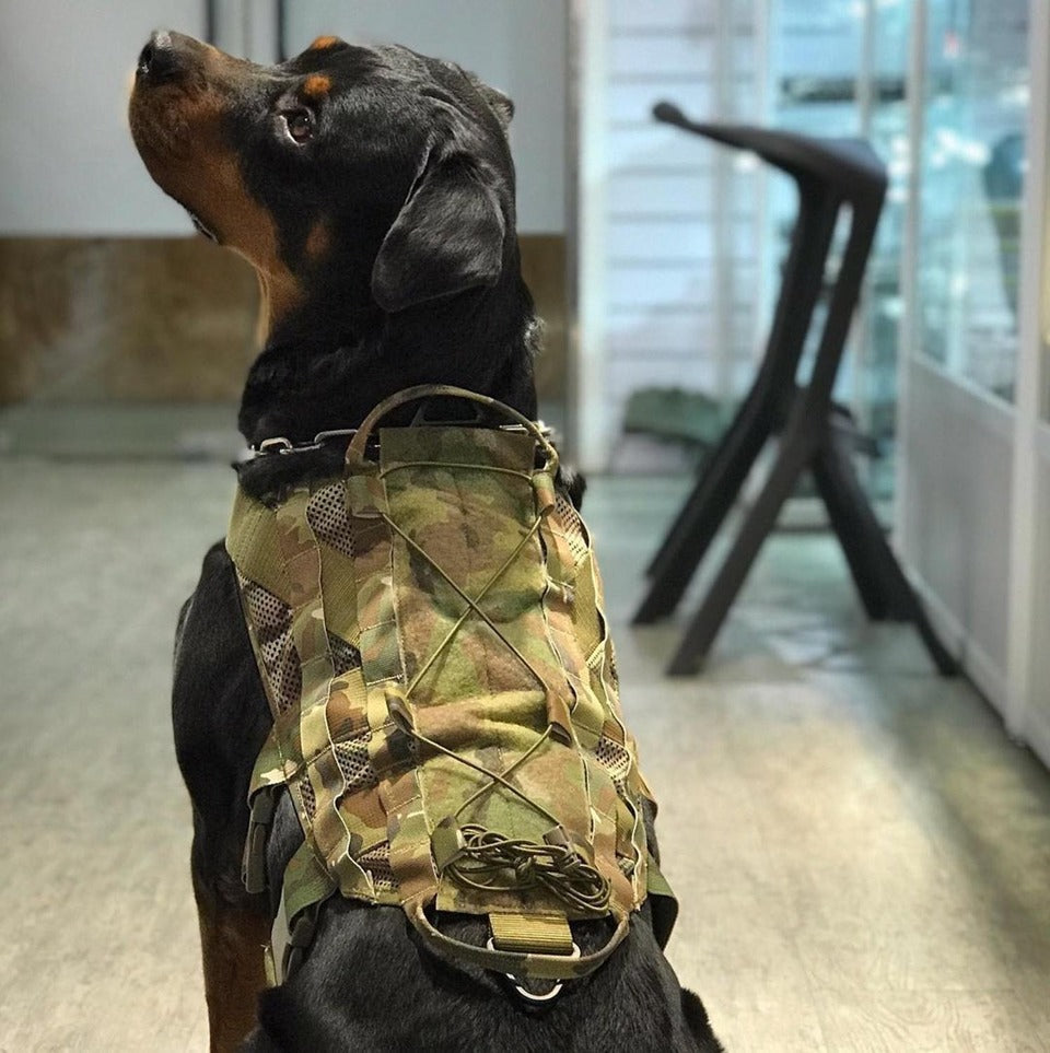 Dog shops harness with gun holster